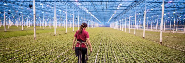 Allround Greenhouse Employee