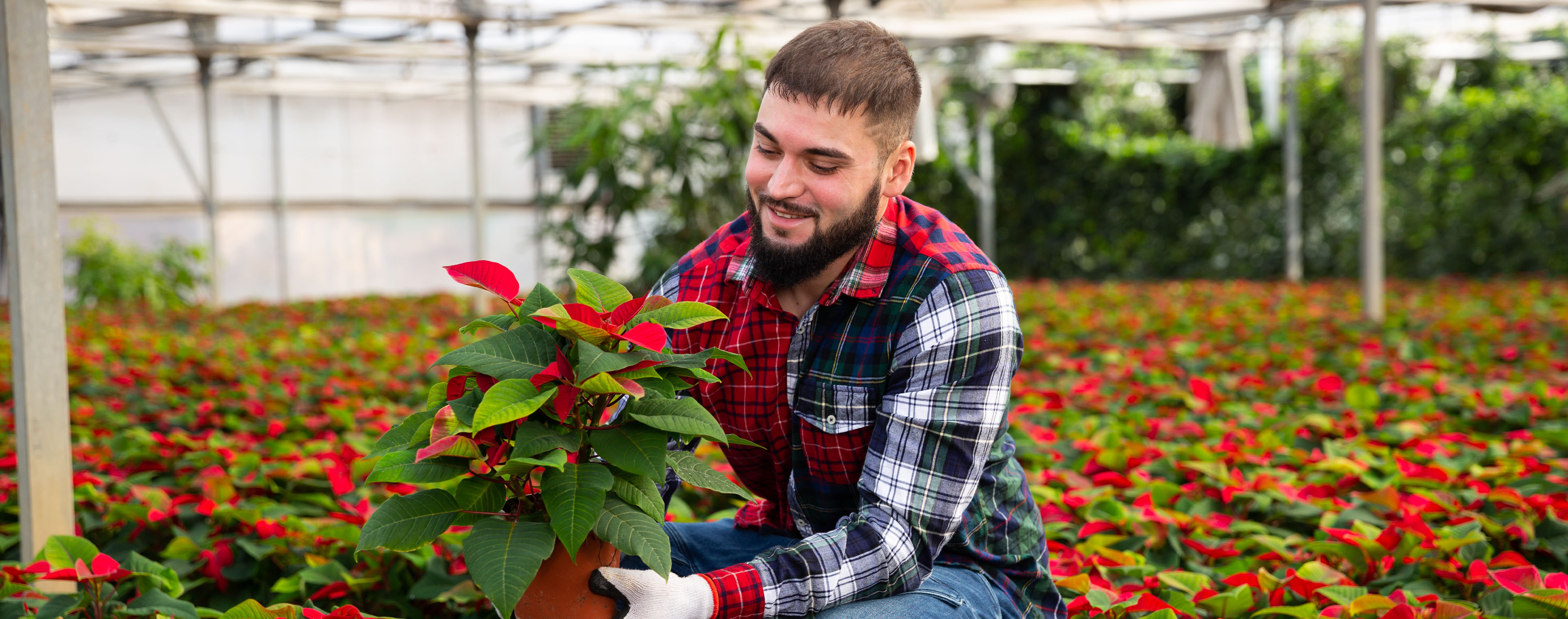 Flowering Potted Plants Employee