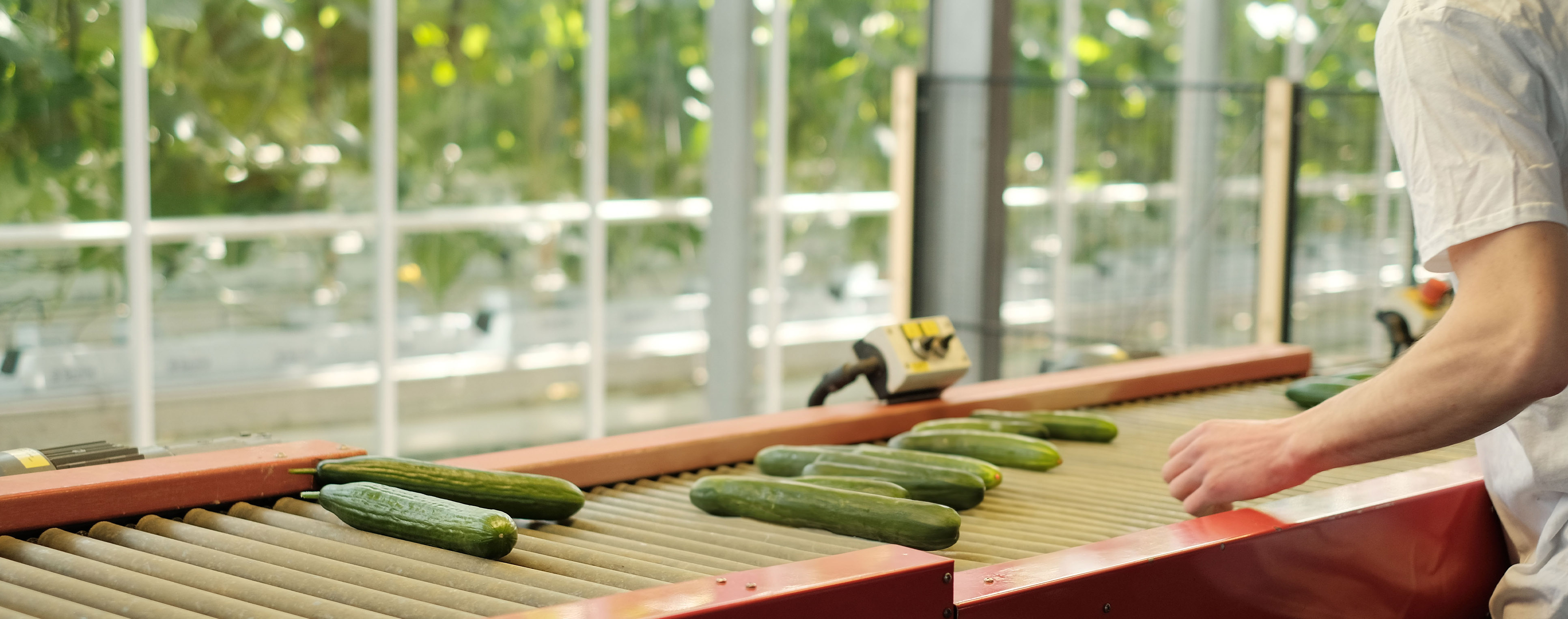 Cucumbers Employee